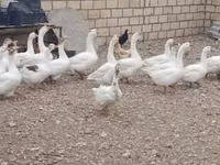 Geese — 照片 2