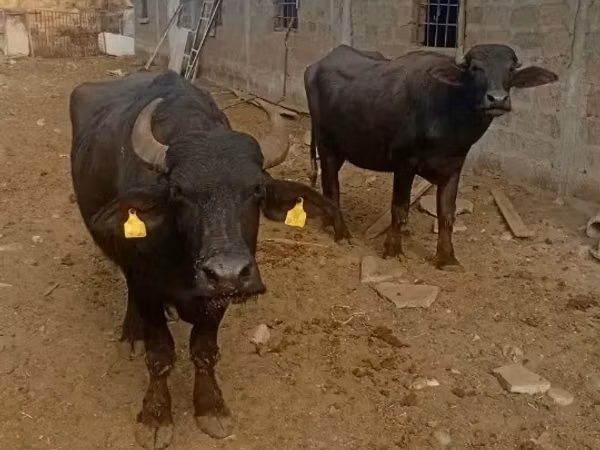 بقرة, الجاموس الأفريقي