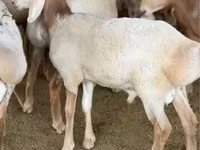 Widder, Arashan sheep — Foto 1