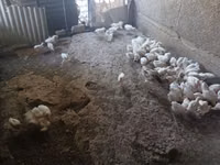 Chickens — Foto 4