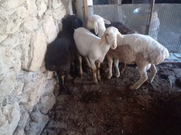 Widder, Rhon sheep
