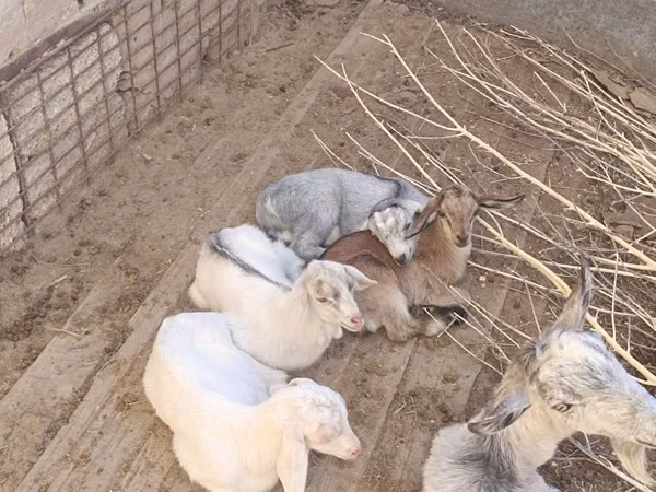 Ziege, Saanen goat — Kasachstan