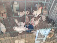 Chickens — Foto 3