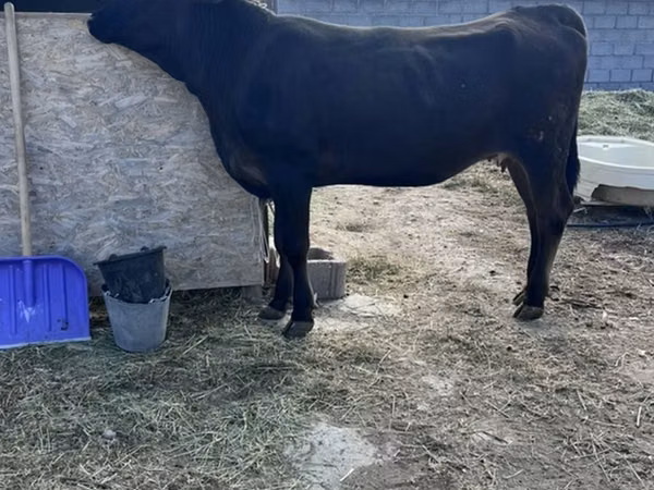 Vaca, Aberdeen-Angus