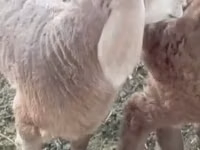 मेढ़ा, Arashan sheep — फ़ोटो 6