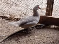Ducks — photo 3