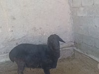 Carnero, Hissar sheep — foto 4