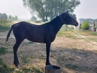 公马, Horses — 照片 2