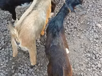 山羊（批次，未指定性别）, Goats — 照片 3