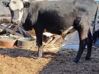 Bulle, Kasachische Weißkopfkuh — Foto 3
