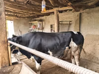 ثور, Russian Black pied cattle — الصورة 2