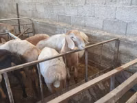 كبش, Hissar sheep — الصورة 1