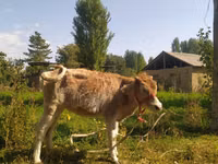 Vaca, Ganado vacuno — foto 7
