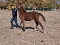Mare, Horses — photo 1