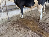 Bulle, Simmental cattle — Foto 2