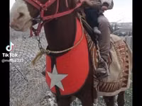 خيول (دفعة، الجنس غير محدد), Mustang — الصورة 3