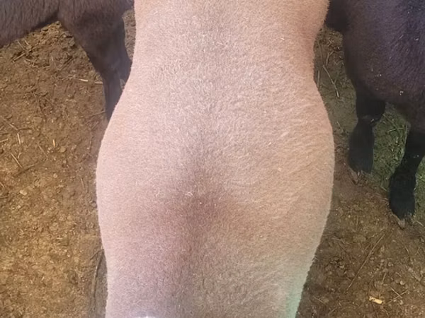 Carnero, Rhon sheep