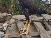 Chickens — Foto 4