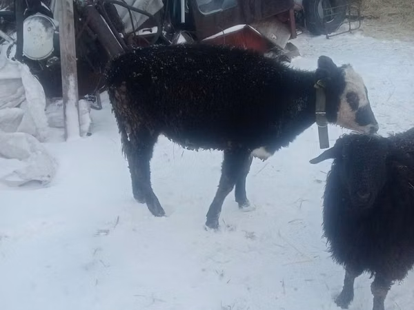 母牛, Cattle — 哈萨克斯坦