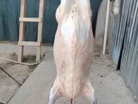 Qoʻchqor, Hissar sheep — 3-rasm