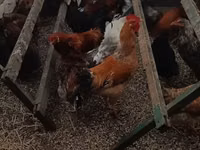 Chickens — Foto 2