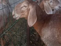 نعجة, Arashan sheep — الصورة 3