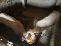 Säue, Schweine — Foto 4