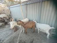 Cabro, Cabras — foto 2