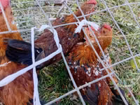 Japanisches Bantam — Foto 2