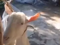 تيس, Saanen goat — الصورة 1