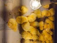 Chickens — 照片 4