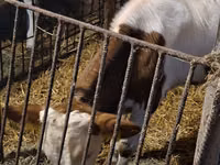 公牛, Simmental cattle — 照片 4