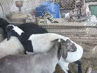 मेढ़ा, Rhon sheep — फ़ोटो 3