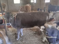 Bull, Swiss cattle — photo 3