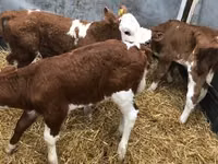 Bulle, Swiss cattle — Foto 4