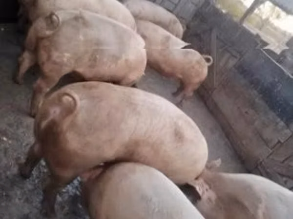 सूअर (लॉट, लिंग निर्दिष्ट नहीं), सूअर