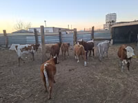 Bulle, Simmental cattle — Foto 1