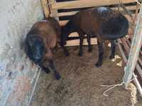 كبش, Rhon sheep — الصورة 2