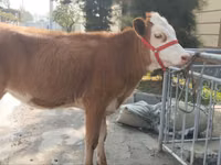 Qoramol (partiya, jinsi ko‘rsatilmagan), Simmental cattle — 4-rasm