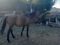 Stute, Thoroughbred horse — Foto 2