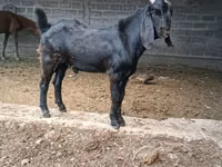 Ziegen (Partie, Geschlecht nicht angegeben), Beetal goats — Foto 2