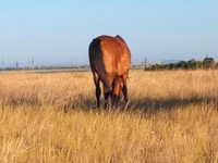 Stute, Kazakh horse — Foto 5