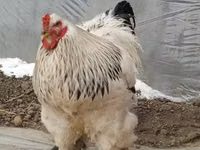 Brahma — Foto 7