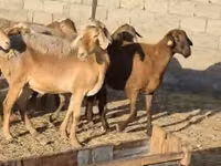 نعجة, Arashan sheep — الصورة 2