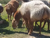 Oveja, Arashan sheep — foto 1
