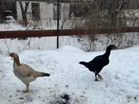Chickens — photo 6