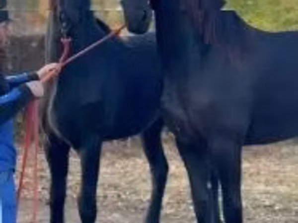 घोड़ी, Friesian