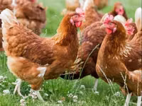 Chickens — Foto 3