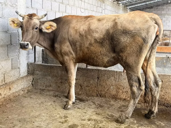 母牛, Swiss cattle — 吉尔吉斯斯坦