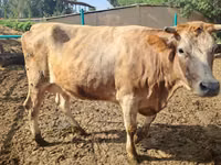 Sigir, Qoramol — 1-rasm
